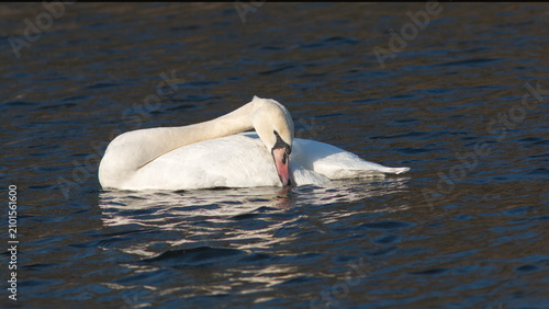 Cuadro en lienzo great white pelican