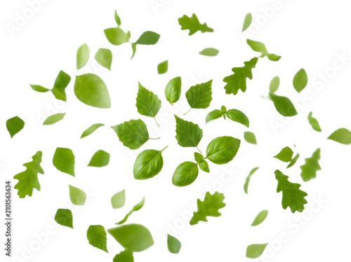 Fresh green leaves falling in a swirl motion against a simple clean white background