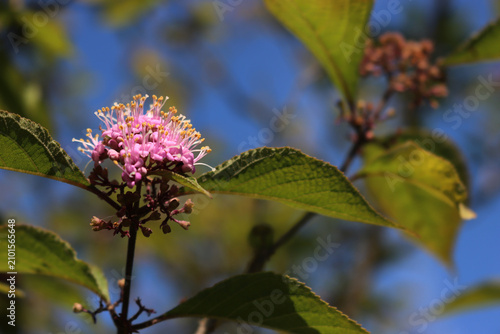 Callicarpa bodinieri lilac and yellow flowers in the garden agaisnt blue sky . Bodinier beautyberry bush