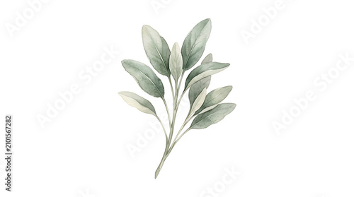 Watercolor painting of a sage green leafy branch isolated on a plain white background texture