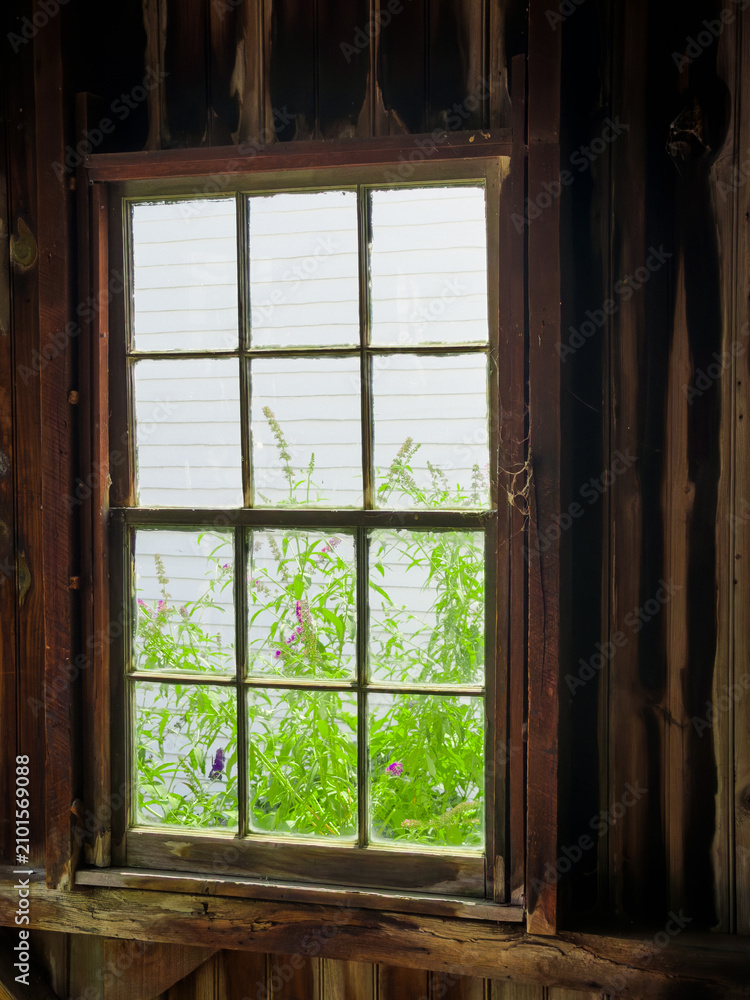 Fototapeta premium Garden Window