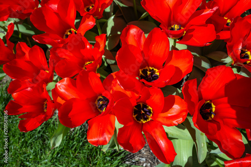 Cuadro en lienzo These are vibrant red Tulipa fosteriana, commonly known as the Red Emperor tulip, featuring distinctive black and yellow centers