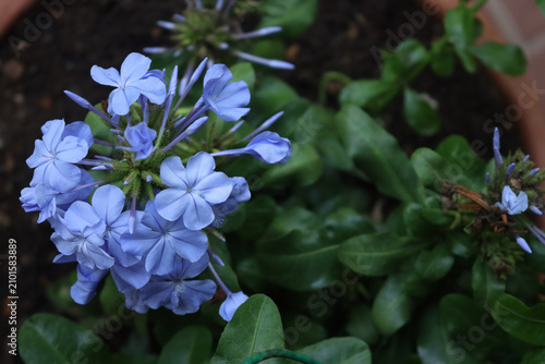 Obraz na plátně Plumbago auriculata, Also called  cape leadwortor  blue plumbago flowers on plan