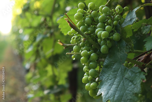Bild auf Leinwand Close-up of raindrops on greenVine branches in the vineyard