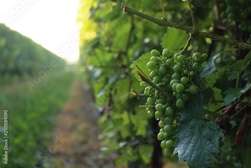 Konstfotografi Close-up of raindrops on greenVine branches in the vineyard
