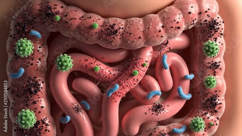 3D Animation of Human Gut Microbiome with Beneficial and Harmful Bacteria Inside Intestines