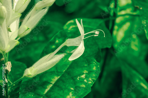 Fotografie Inflorescence of Whitfieldia elongata with elongated buds and tubular flowers