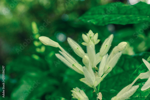 Foto Inflorescence of Whitfieldia elongata with elongated buds and tubular flowers