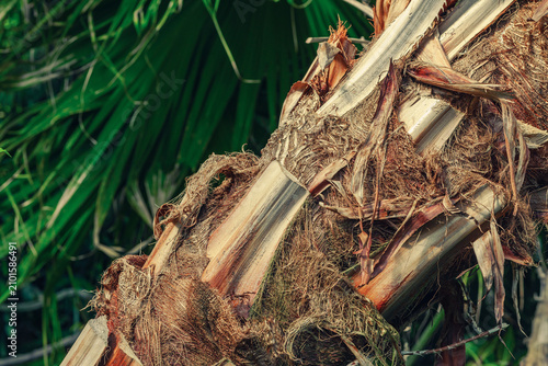 Billede på lærred Fibrous texture of a palm trunk base with remnants of leaf petioles