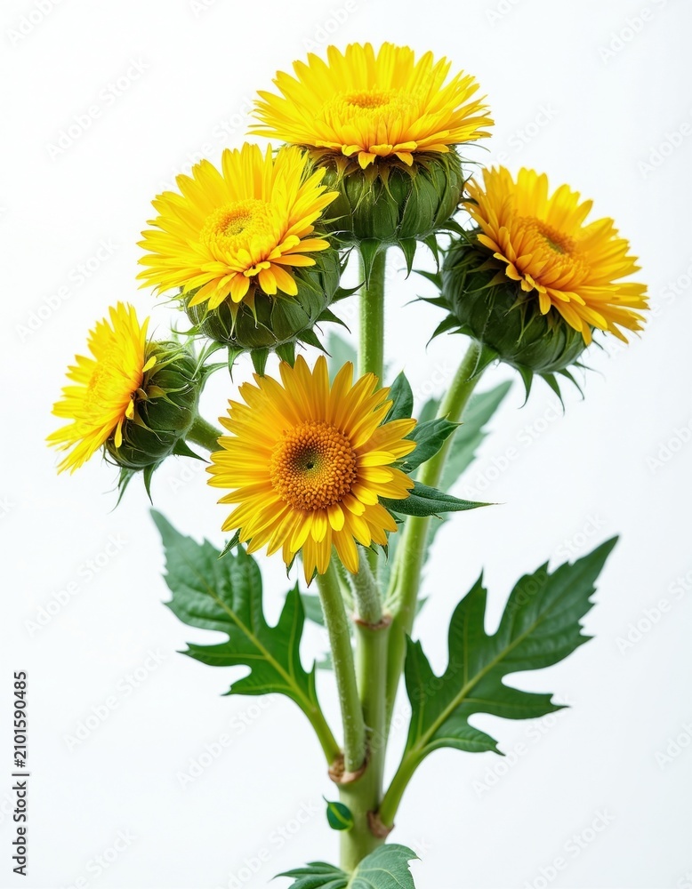 Fototapeta premium Yellow Jerusalem artichoke flowers isolated on white background. Bright girasol blossoms with green stems leaves for botanical collection. Studio shot of Helianthus tuberosus plant parts. Fresh