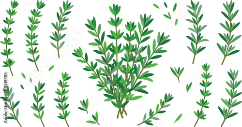 Schilderij op canvas Fresh green thyme herb twigs and rosemary branches vector illustration set isola