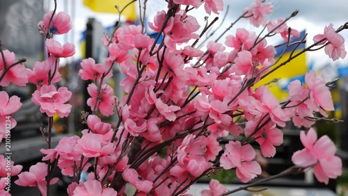 Принти на полотні Close up of pink sakura flowers as memorial decoration in ukrainian military cemetery