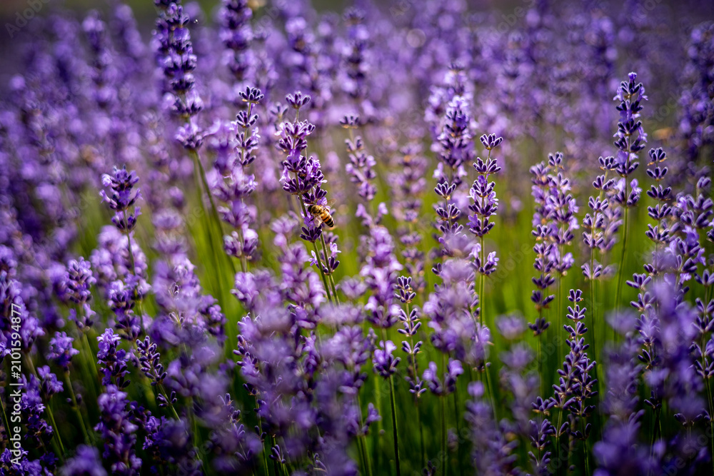 Obraz premium Blooming purple lavender flowers as background.