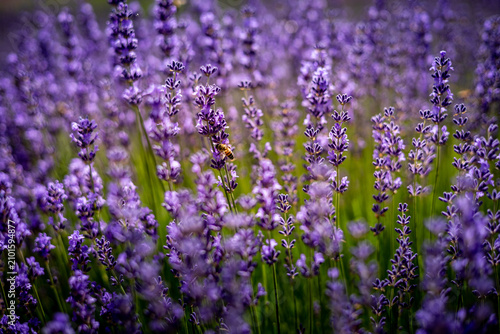 Blooming purple lavender flowers as background.