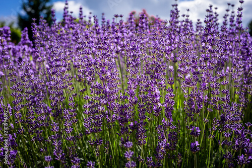 Blooming purple lavender flowers as background.