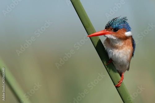 Bild auf Leinwand Malachite kingfisher on papyrus reed (room for text)