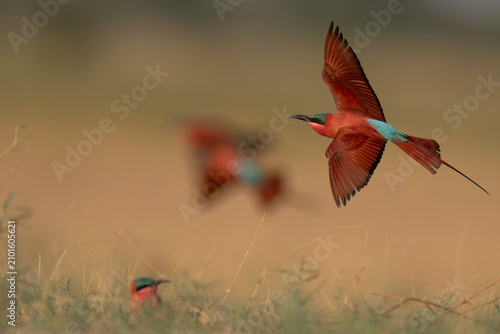 Obraz na plátne Southern carmine bee-eater in flight (room for text)