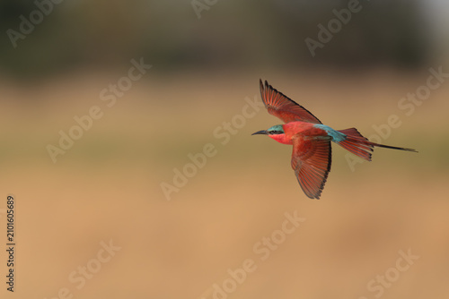 Southern carmine bee-eater in flight