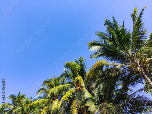 Fotografía Tropical coconut palm trees against a bright blue summer sky with plenty of copy
