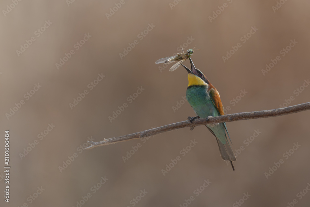Fototapeta premium European bee-eater tosses prey