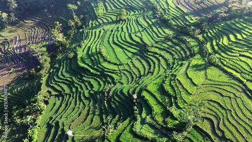 Aerial view captures lush green terraces