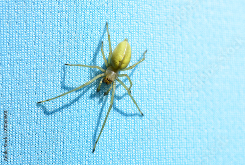 Tableau sur toile Yellow Spider Crawling on Blue Surface copy space Cheiracanthiidae