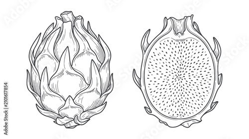 Quadro su tela Dragon fruit whole and sliced line art drawing.