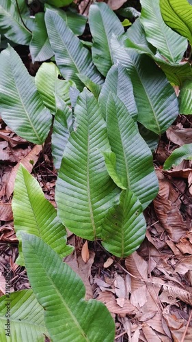 Close-up of Selliguea feei fern leaves with lush green foliage in a tropical forest.