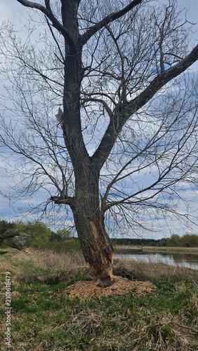 Obraz na plátne Tree trunk gnawed by beavers near the riverbank
