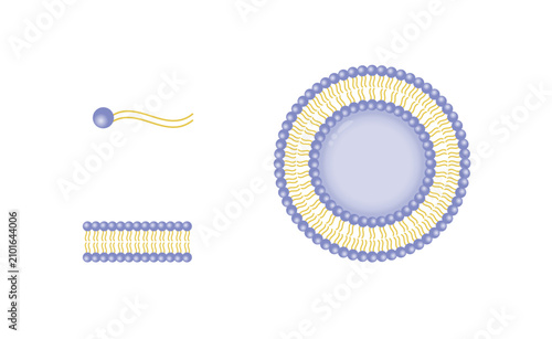 Liposome structure, phospholipid bilayer with hydrophilic head and hydrophobic tails. Drug delivery.