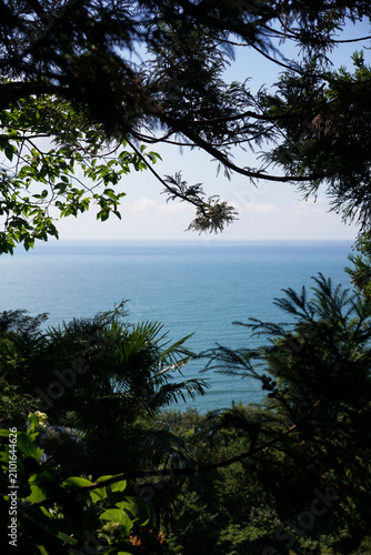 view of the sea through the tree branches. A peaceful landscape with a view of the horizon