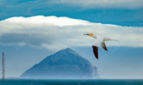 Tableau sur toile Gannet in flight over the firth of Clyde west of mainland Scotland