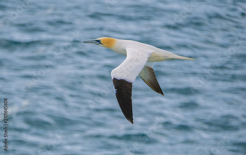 Fotografie Northern gannet in flight near the  Ailsa Craig island where gannets and puffin breed in the summer,  firth of Clyde West of mainland Scotland