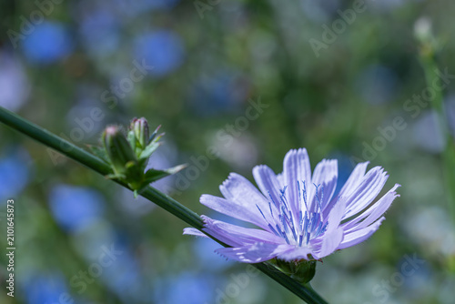 Fotografie Close up of a blue chicory flower (Cichorium intybus) blooming in a summer field with copy space