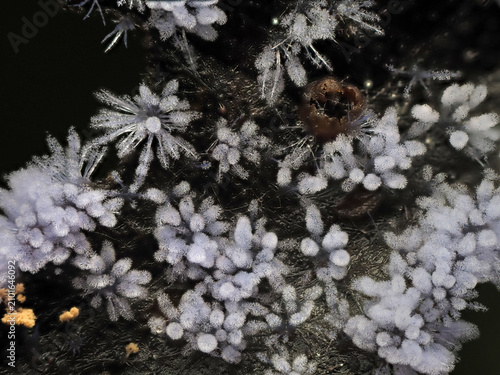 Slime Mold and Fungus in Tropical Rainforest for nature background.