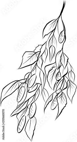 Birch branch with leaves and catkins outline sketch vector