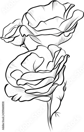 Eustoma bouquet with flowers outline sketch vector
