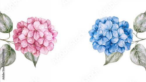 Watercolor Pink and Blue Hydrangea Flowers with Green Leaves on White Background, Botanical Illustration