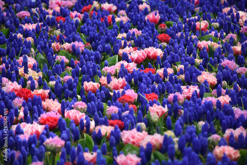 A bouquet of flowers in the garden, Keukenhof, Lisse, Netherlands