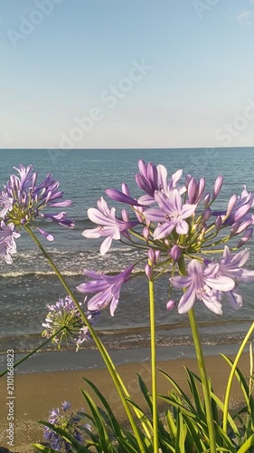 Sea view and flowers on the seaside in summer, windy and sunny day, seascape in Black Sea coast