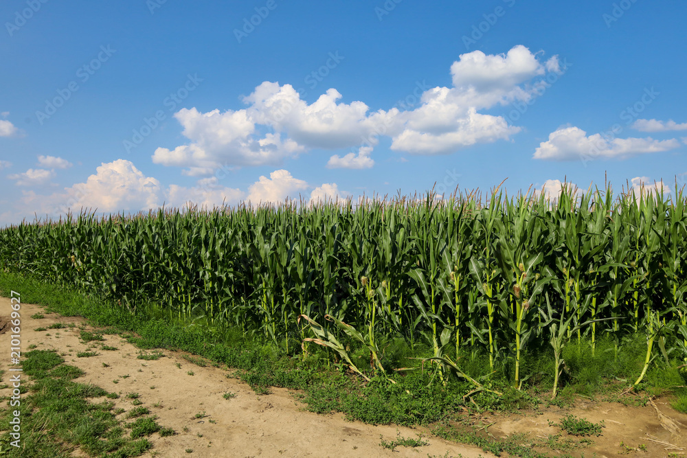 Fototapeta premium A vast green field of tall corn stretches along a rural dirt road under a bright summer sky. Fluffy white clouds contrast harmoniously with the lush greenery of the expansive plants on a sunny day.