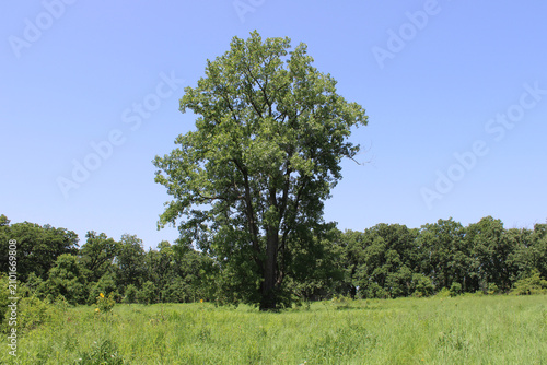 Single eastern cottonwood tree in a lush green meadow at Somme Prairie Nature Preserve in Northbrook, Illinois