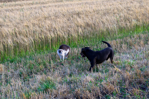 A black dog and a fluffy cat unexpectedly meet on the mown edge of a golden wheat field during a summer walk. The animals observe each other with curiosity and caution among the dry straw and green gr