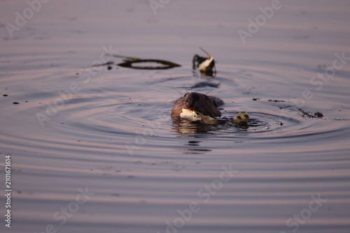 Fotografía European beaver  Baden Wuerttemberg Germany