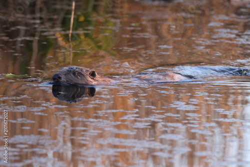 Obraz na plátne European beaver  Baden Wuerttemberg Germany