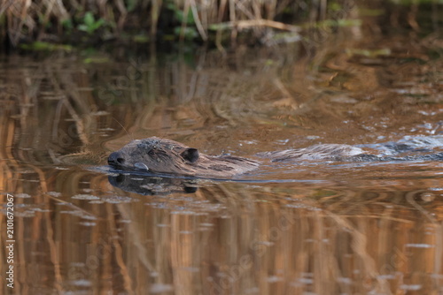 Foto European beaver  Baden Wuerttemberg Germany