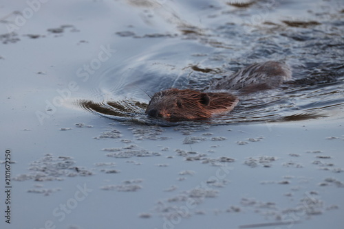 Foto European beaver  Baden Wuerttemberg Germany