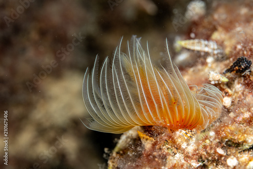 red sea anemone