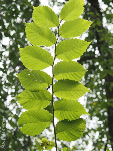The green leaves of a tree are very close.