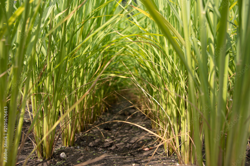 Fototapeta premium Green rice paddy plants forming a natural tunnel